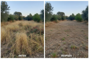 desbroce y limpieza de parcelas en Sant Pere de Ribes - solar limpio y (1)